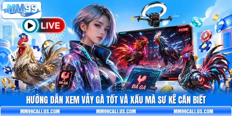 Hướng dẫn xem vảy gà tốt và xấu mà sư kê cần biết
