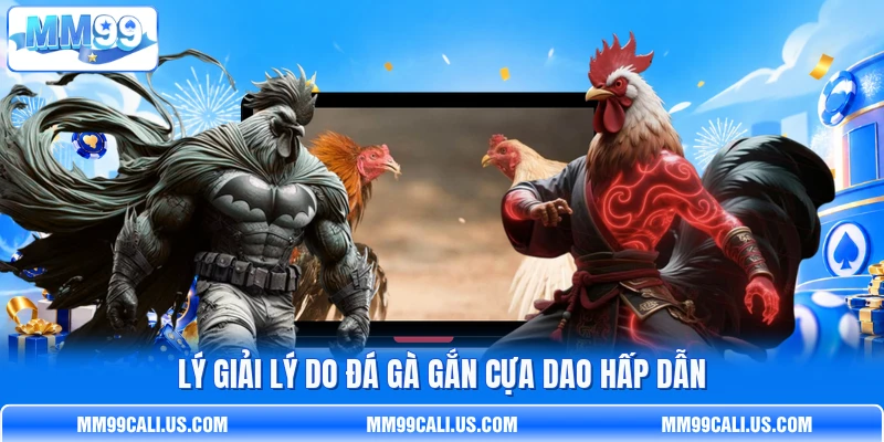 Lý giải lý do đá gà gắn cựa dao hấp dẫn Lý giải lý do đá gà gắn cựa dao hấp dẫn