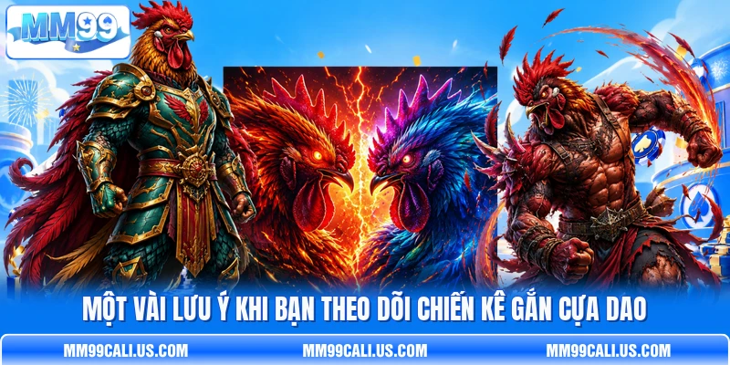 Một vài lưu ý khi bạn theo dõi chiến kê gắn cựa dao Một vài lưu ý khi bạn theo dõi chiến kê gắn cựa dao
