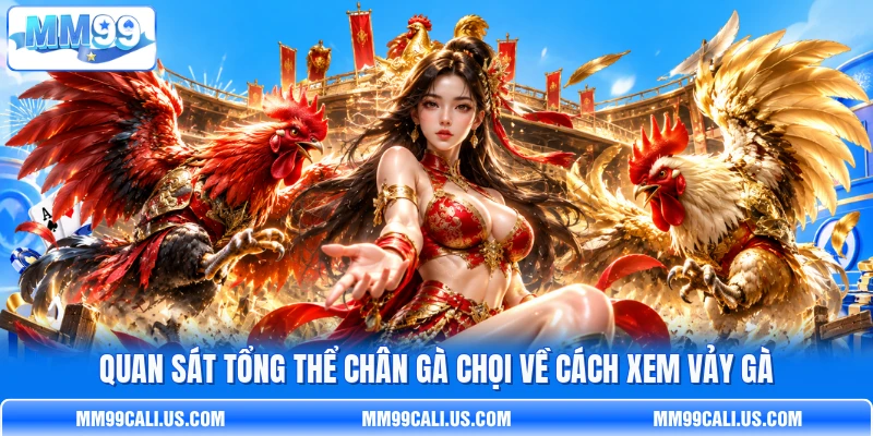Quan sát tổng thể chân gà chọi về cách xem vảy gà
